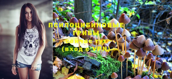 PSILOCYBIN Аркадак